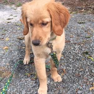 Meet your Posher, Dawn